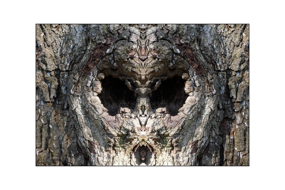 Tree  mirror Nature spiritual