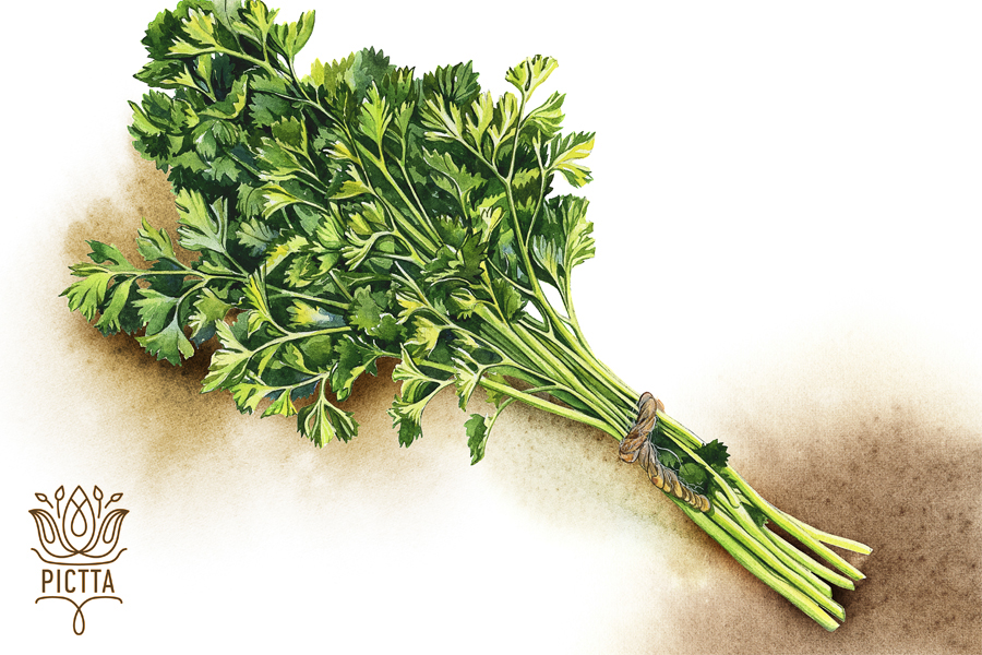 botanyart botanical watercolor aquarelle bookillustration publishing   russiandesign swedendesign luxpublishing Lux gardening seeds plants vegetables greenfingers