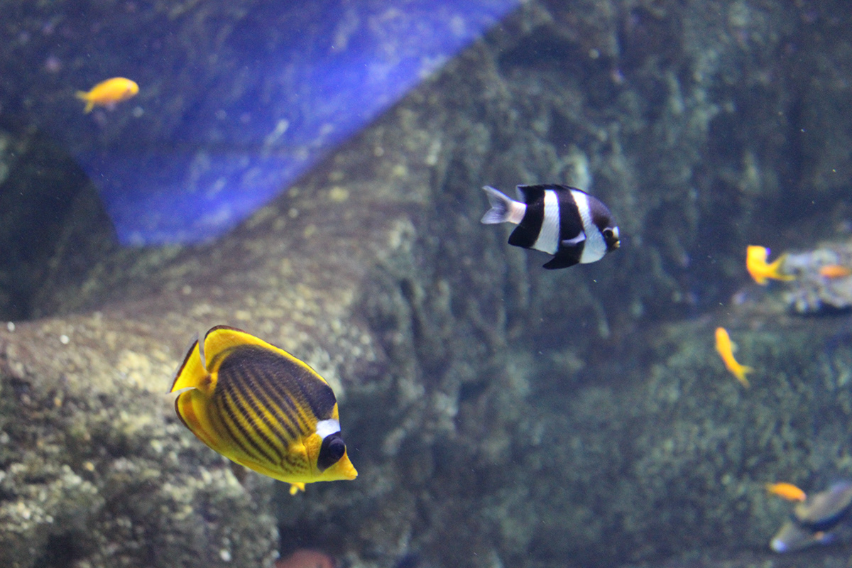 fish animals aquarium aqua life