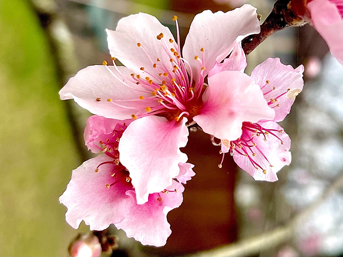 Editing  flower arrangement Flowers Photography  photoshop bloom contrast flower macro peach tree series spring