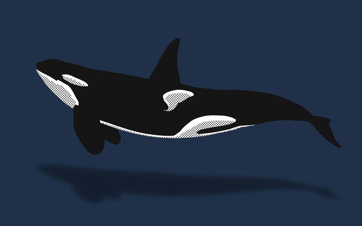 branding  whaletrips logo Webdesign ILLUSTRATION 