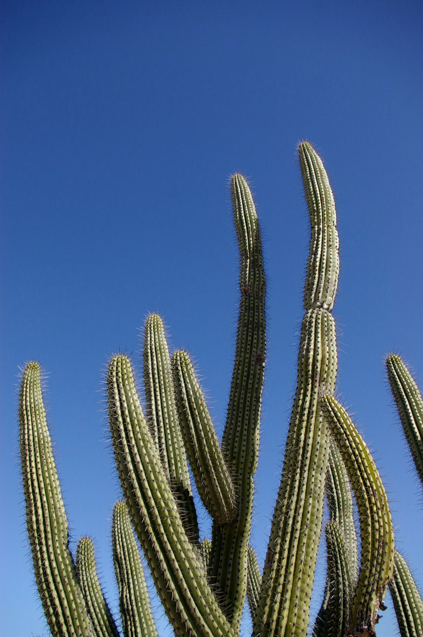 baja desert baja sur landscaping cactus mexico baja california baja california sur roberto chico herrera roberto herrera photographer bcs paisajes Fotos