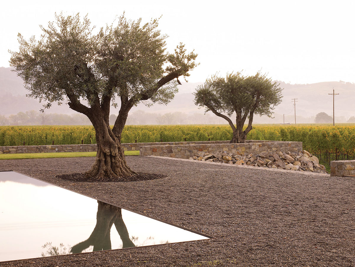 olive trees stone walls napa