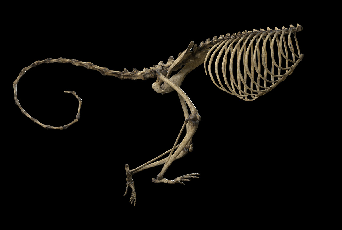 SOSMA animal monkey skeleton CGI Archive ILLUSTRATION  Platinum Platinumfmd Mattepainting