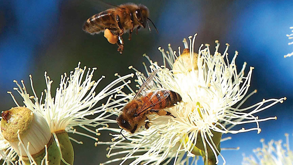 honey The Apiary apiary bee bee keeper Rwanda africa product Health