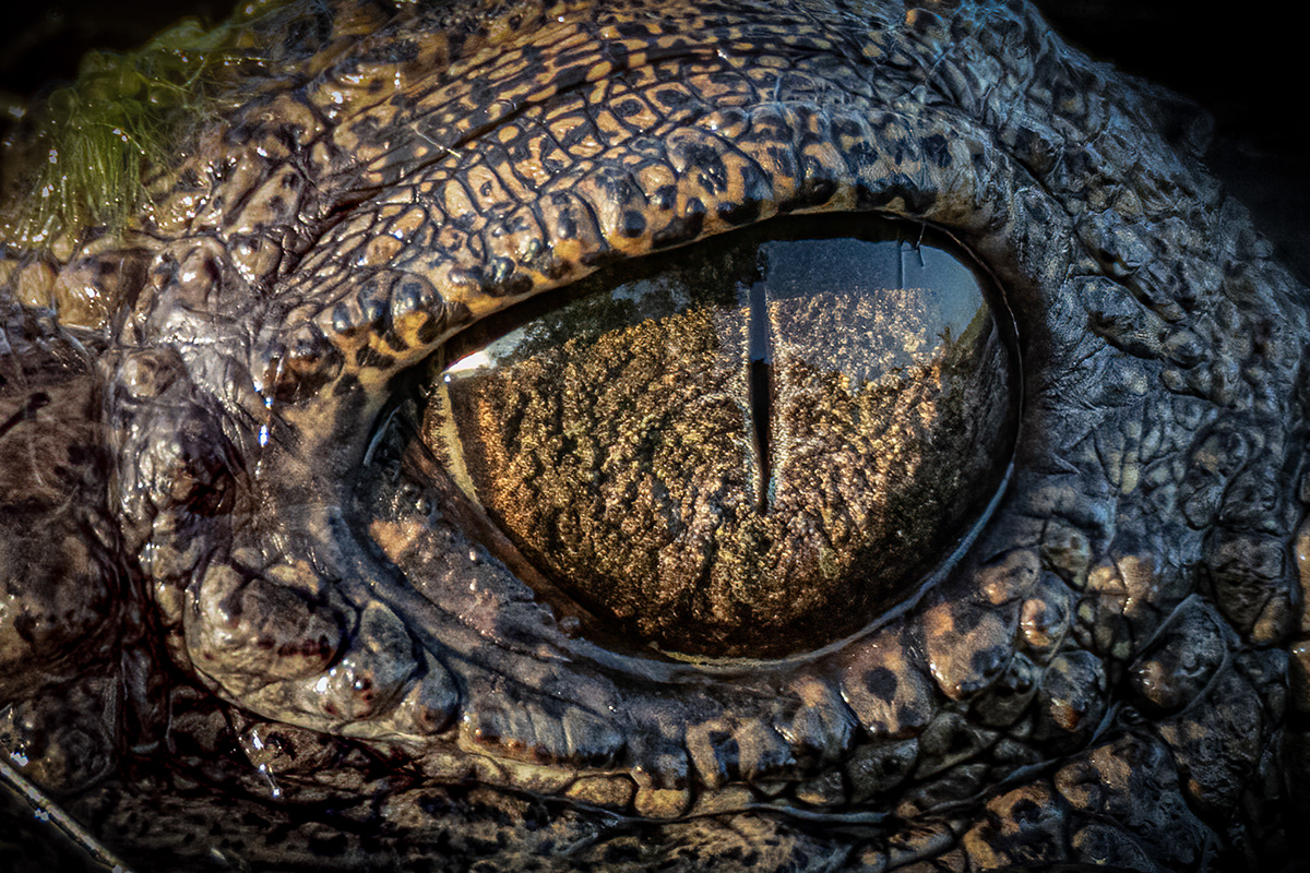animal crocodile animals Australia macro Canon wildlife nature photography Canon Photography reptile