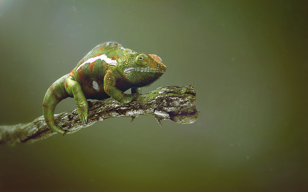frog chameleon can alien characters modo Maya Rakan Khamash 