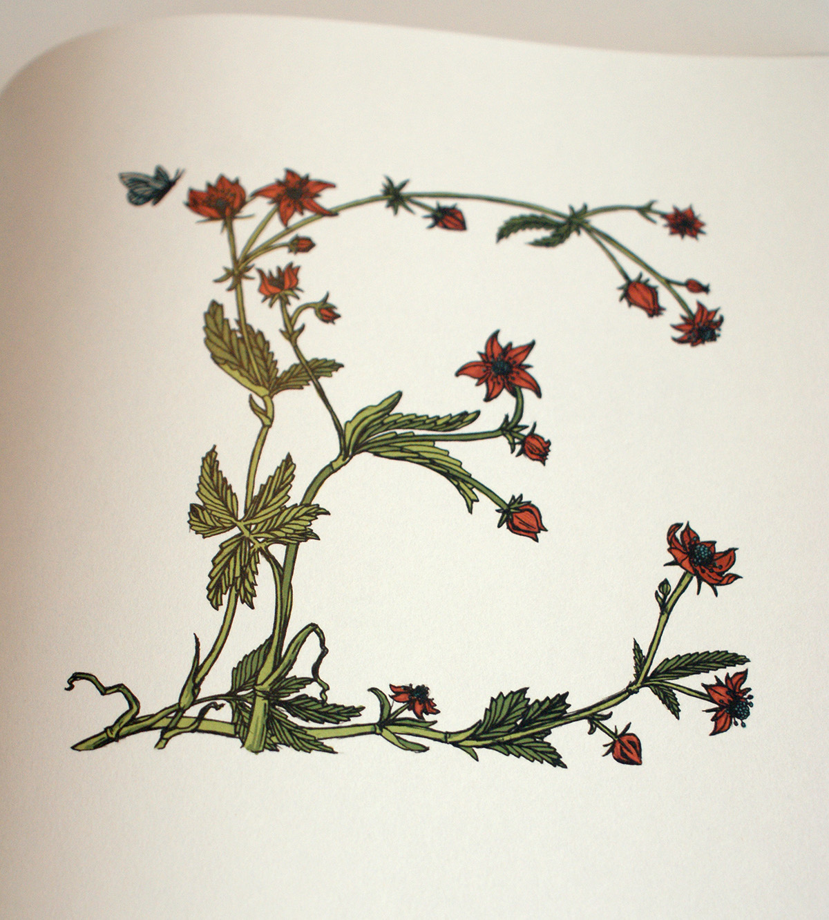 alphabet Typeface letter Nature Flowers bird iceland art decorative william morris Eric Gill poppy Bookbinding