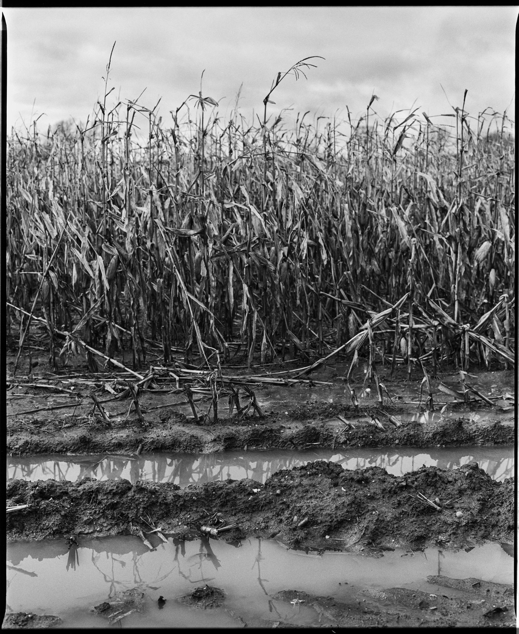 6x7 Film   Analogue medium format cornfield Photography  black and white daniel dytrych texture Landscape