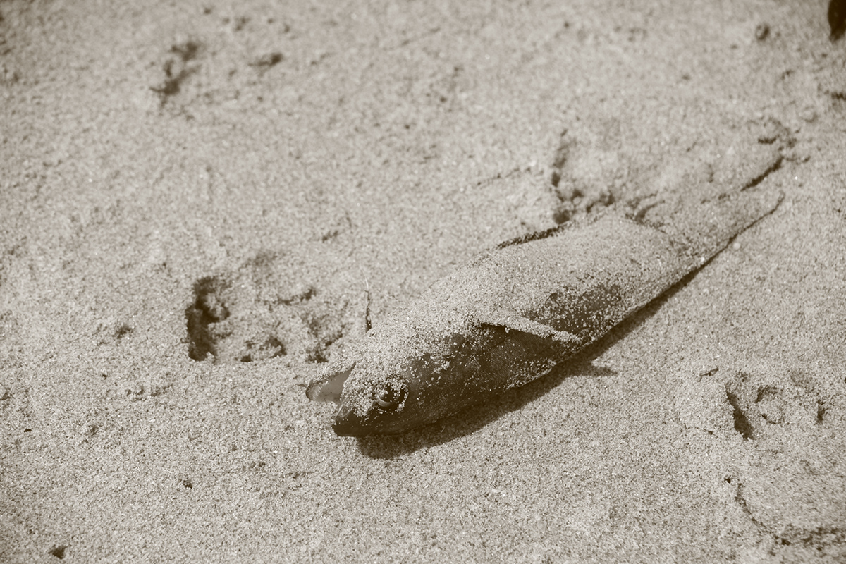 sepia sea Coast Ocean Nature Travel digitalphotography blackandwhite monochrome