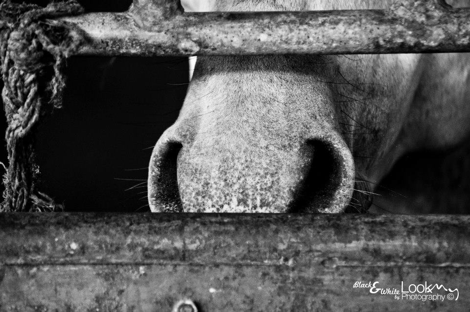 horses Black&white equestrian hipodromo Guatemala hippodrome