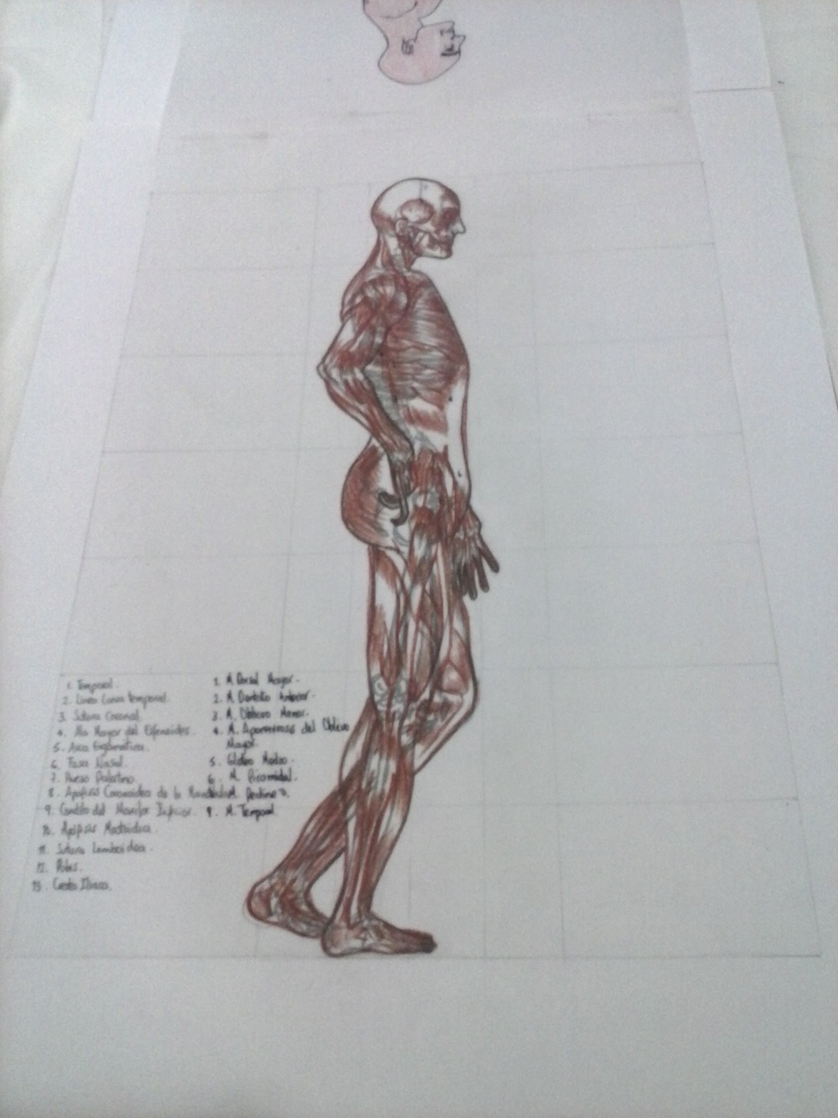#figure#humaine#body#bones