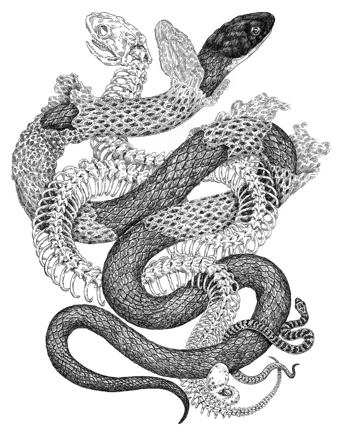 animals black and white dark art dark theme ink ink drawing Nature pen pen and ink snake