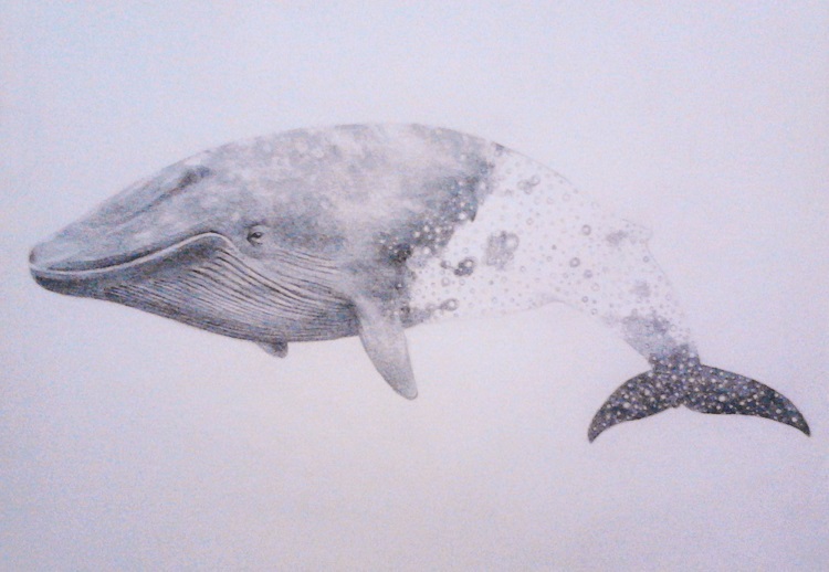 art animals Whale Space  design minimal graphite pencil