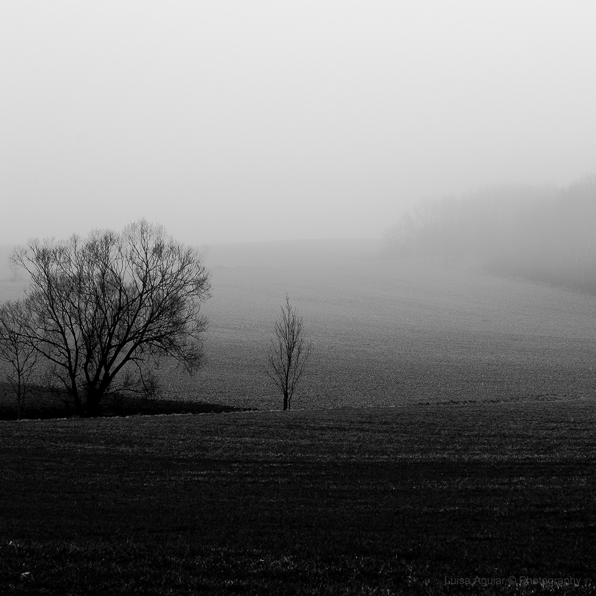 field countryside Grasse green Nature Landscape foggy fog mist nebel minimal Minimalism emptiness empty