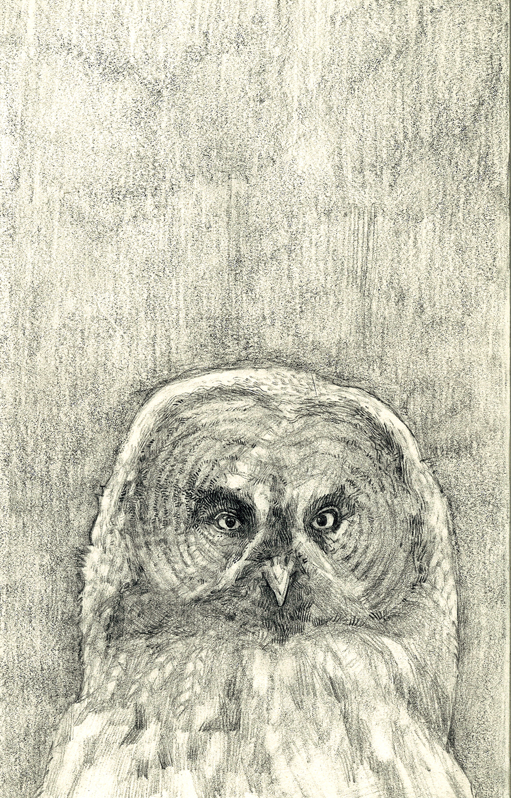 owl sketch pencil blerc