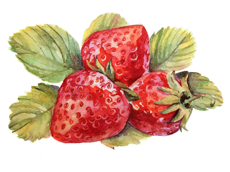 strawberry,strawberries,watercolor,red,Food ,sweet,İllüstrasyon.