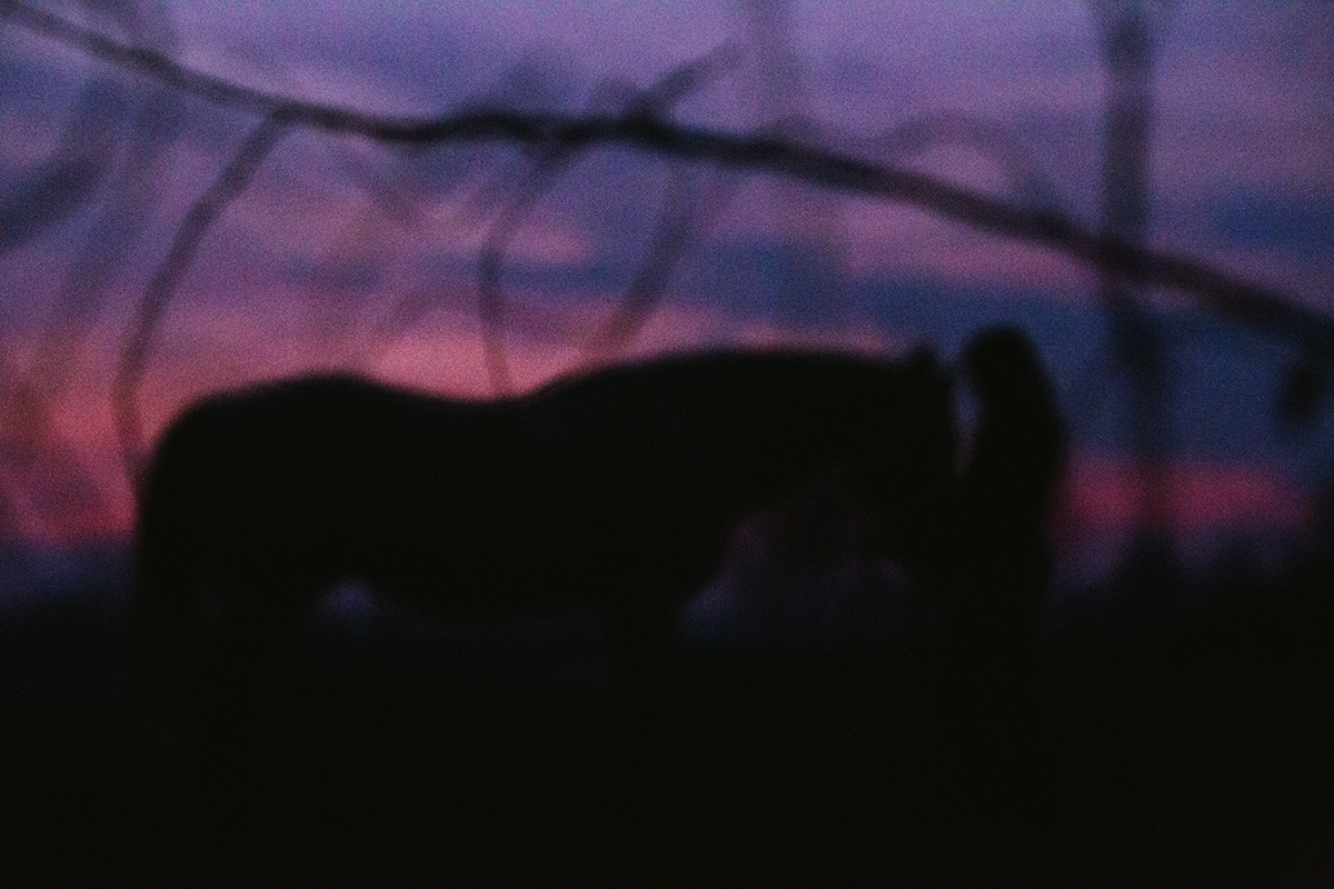 girl horse SKY sunset