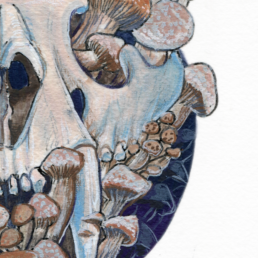 skull shrooms Mushrooms death decay psychedelics animal skull