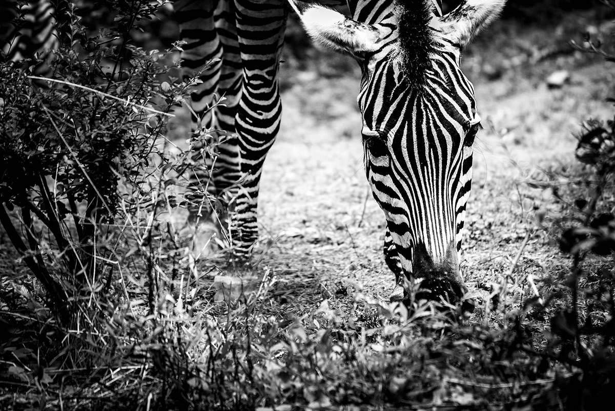 animals wild life photography plants Macro Photography