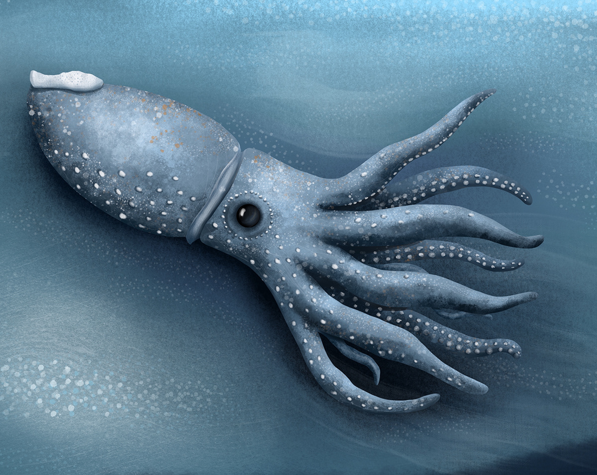 Digital Art  fish illustrations Illustrator Nature Ocean sea secret Squid stickers
