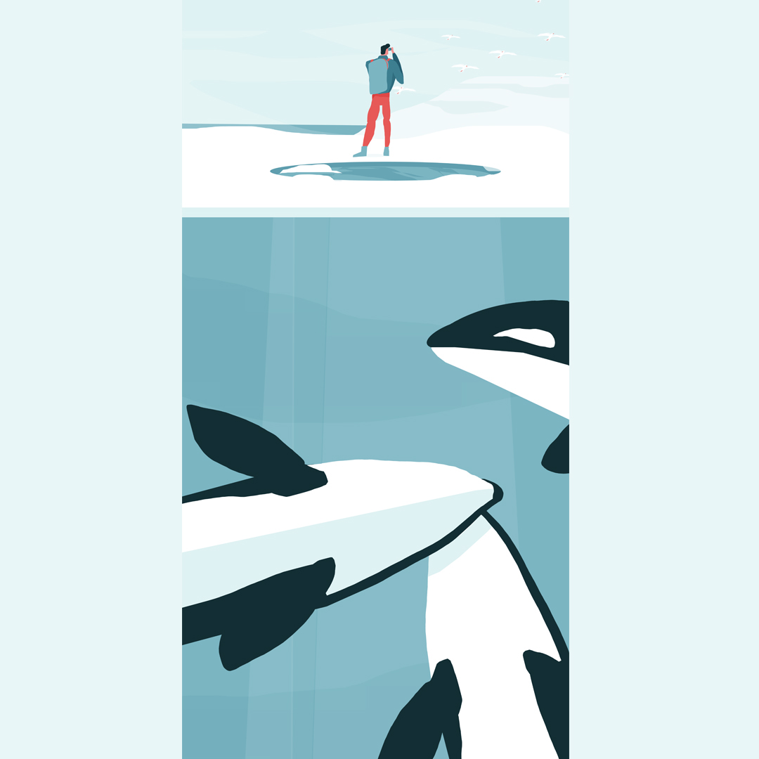 graphic design polar Arctic bear orca beluga Whale penguin Stories