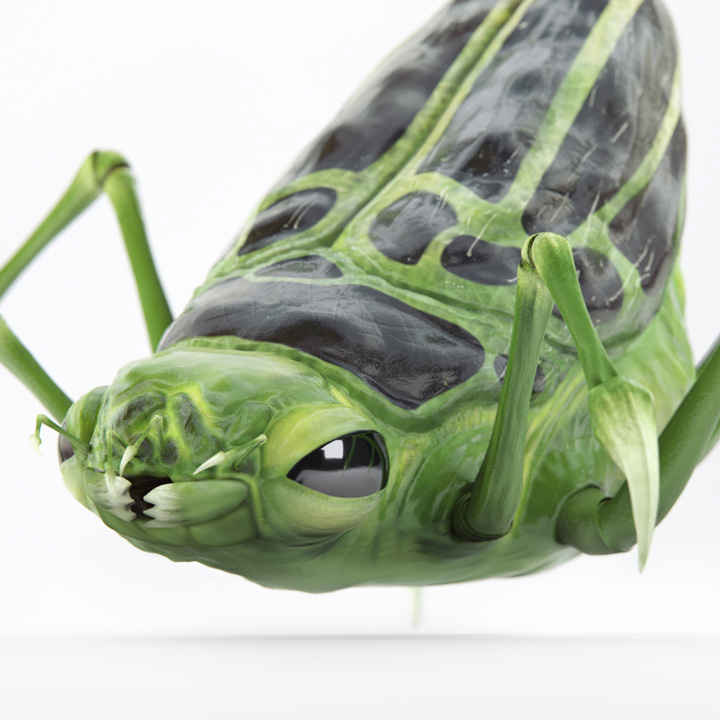 3D bug beetle insect 3dart design