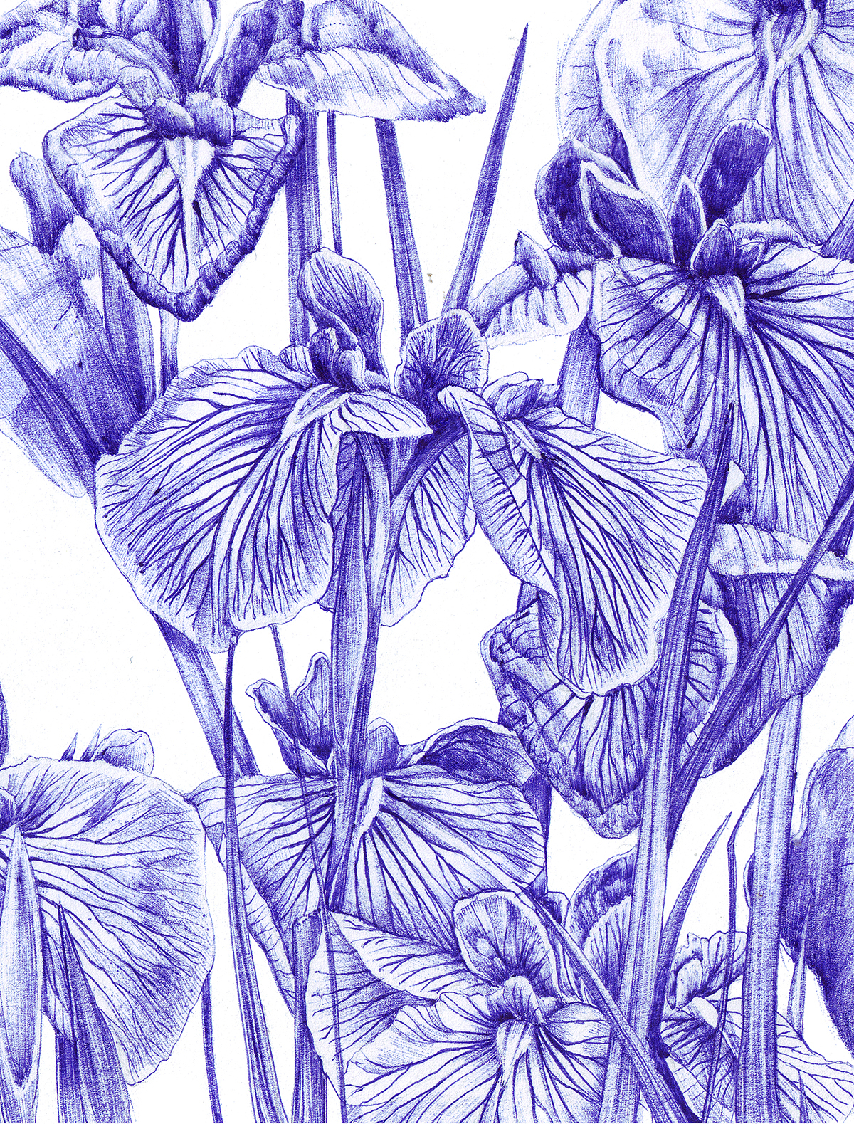 bic pen blue Nature Fisika soap lid box Flowers poppies daisies Irises ecologic package art