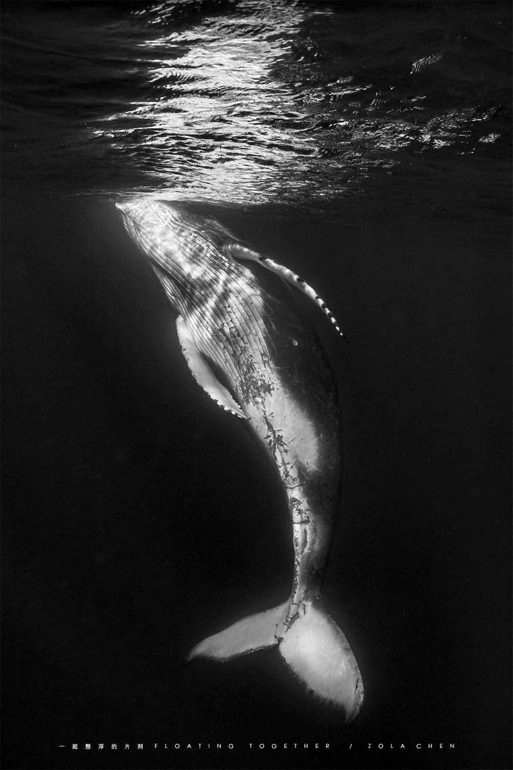 freediving humpback wahle Ocean swimming tonga underwater zola chen zola studio 一起懸浮的片刻 大翅鯨