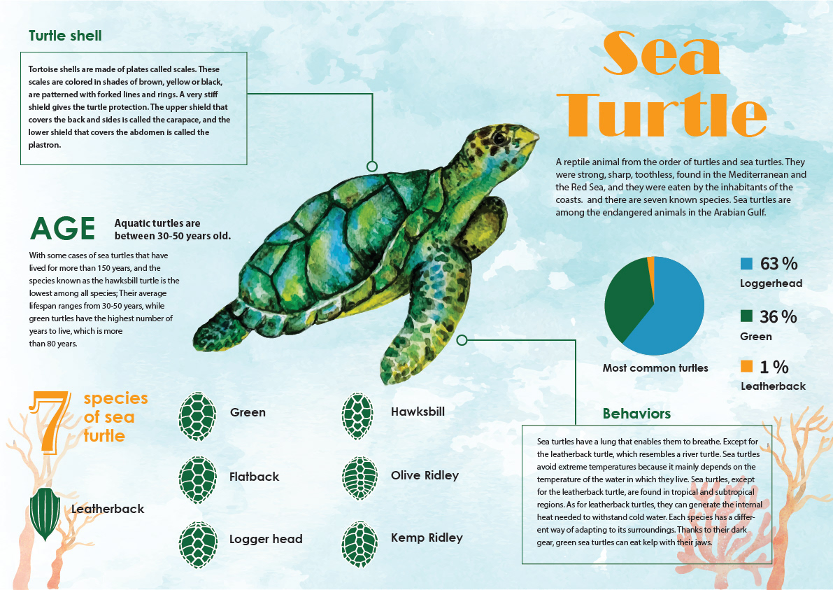 design icons infographic information design Layout Ocean pictogram sea Turtles  watercolor