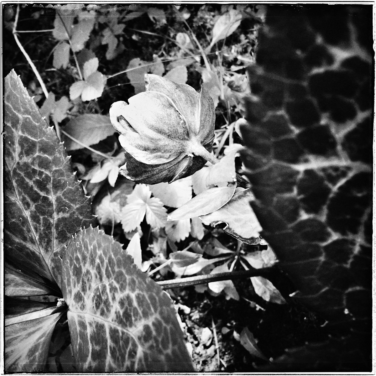Nature life black and white leaves plants blätter pflanzen