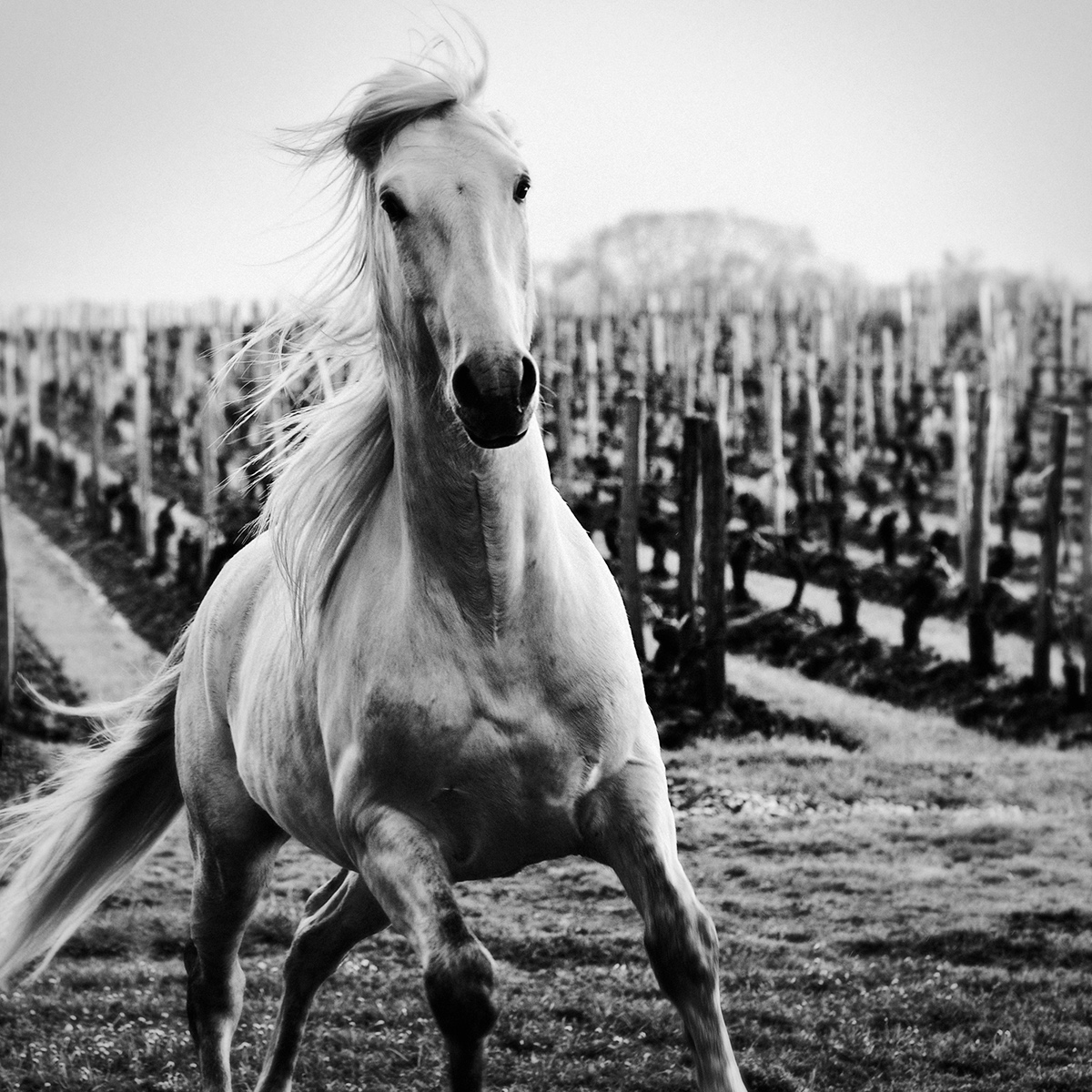 www.davidmarvier.com black and white photograph horse animal david marvier beauty Picture shooting location muscle wild savage freedom