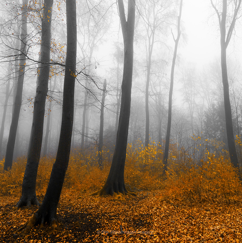 Fall foliage forest leaves misty mood woodland