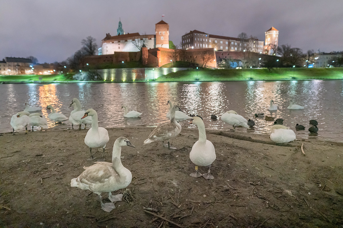 swan Vistula river bird