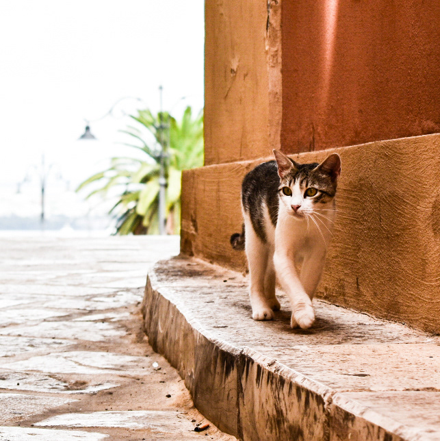 Taranto puglia estate fiori gatti passeggiata