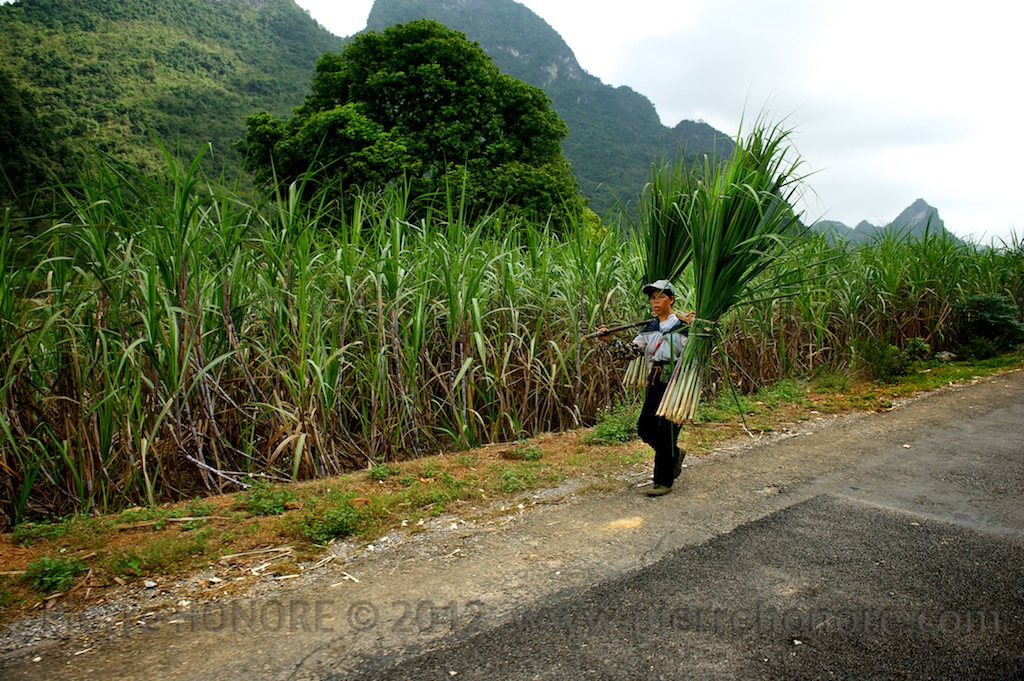 Guangxi china Ficus Plant mountain rock Nature people sugar cane research science colors xtbg nanning