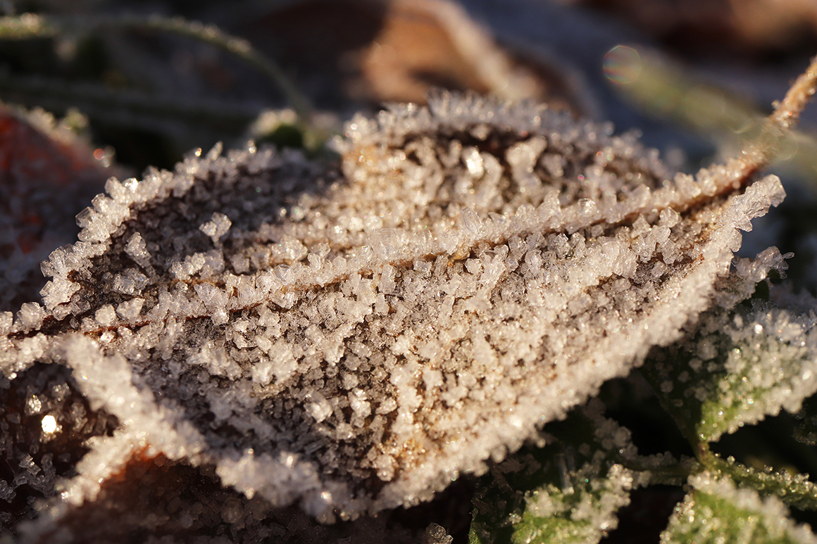 forest frost frosted leaves leaf ice hoarfrost Rime hoar Frosty