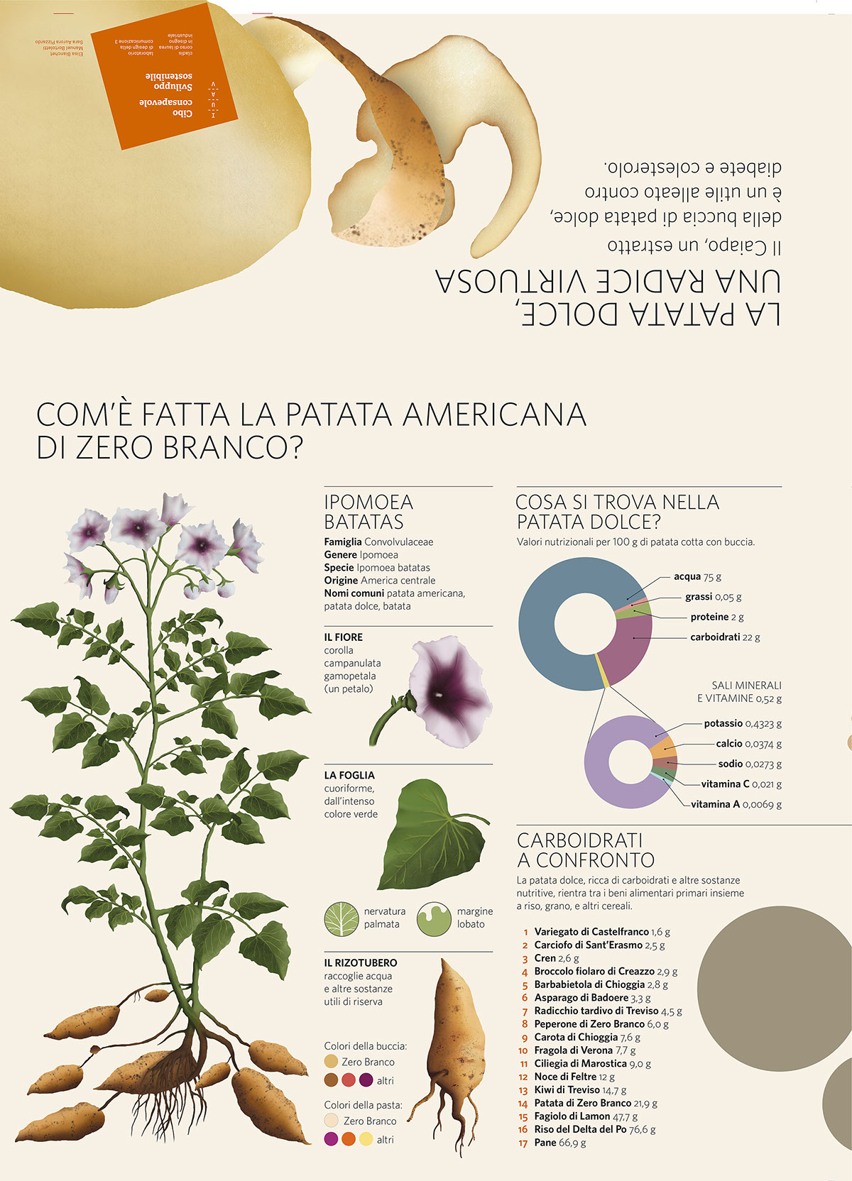 infographic vegetables sweet potato infodesign Food  illustrated zero branco agricolture map maps Batata recipe