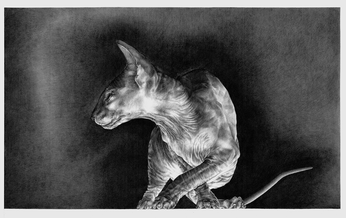 Felis Catus Cat sphinx graphics pencil