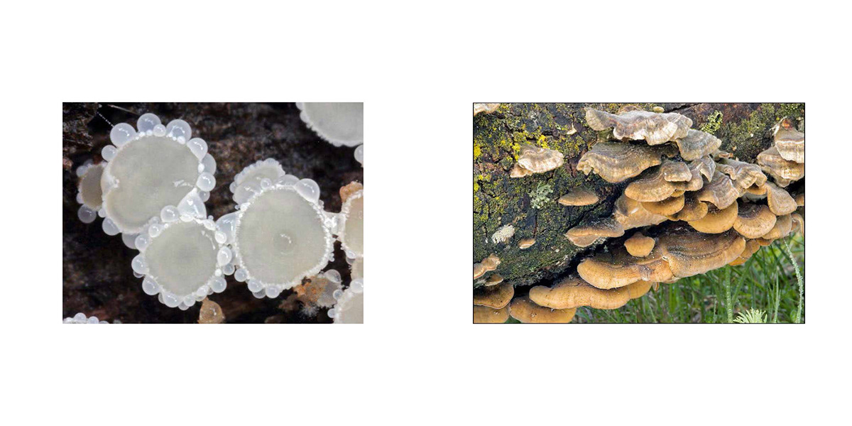 mushroom book biomimicry biomimetica design gráfico graphic design Livro projeto estudo cogumelo Fotos Life's principles