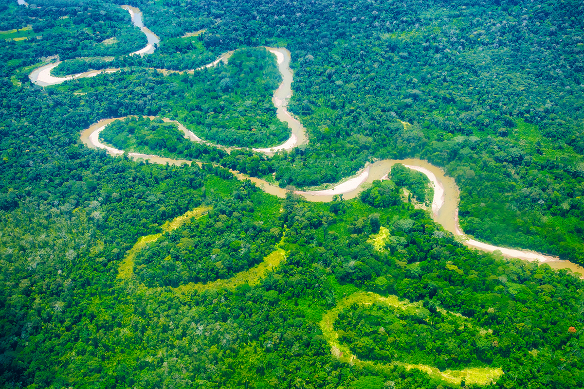 ...iguana South America underwater Amazon cloud forest rainforest amazonia ...