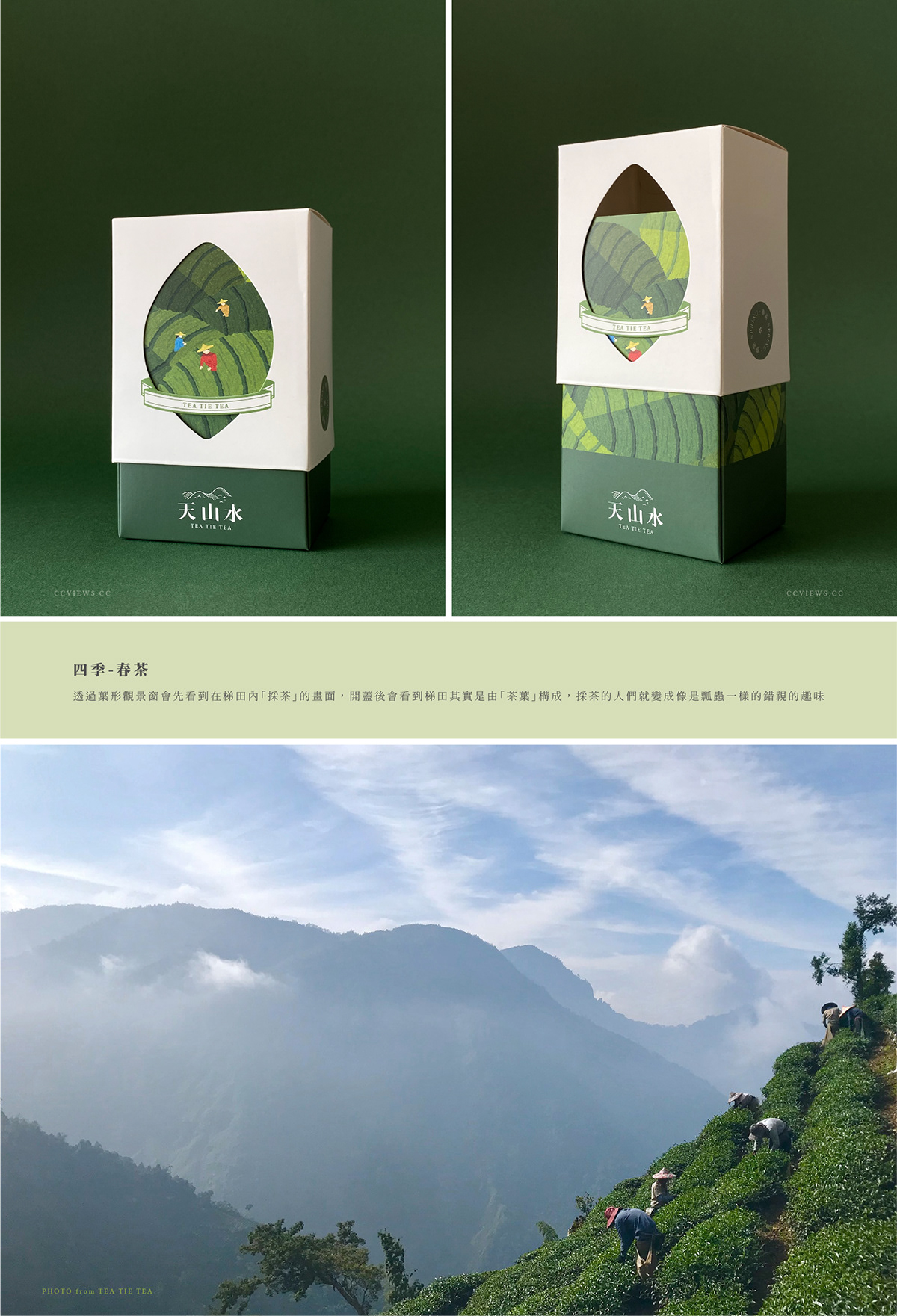 tea 天山水 包裝 插畫 branding  Packaging 南投 茶葉