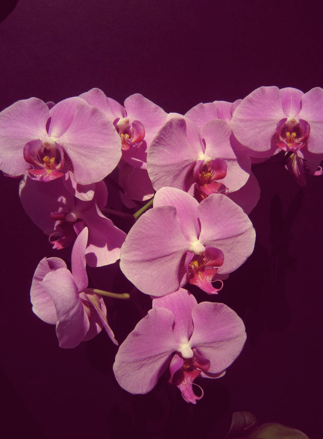 orchid light macro