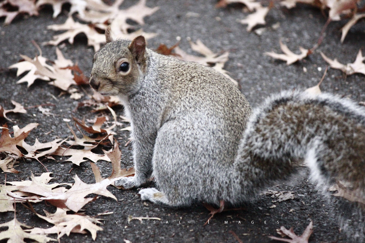 animal animal photography animals squirrel squirrels Squirrel Photos photos foto Funny Squirrel squirrels with personality