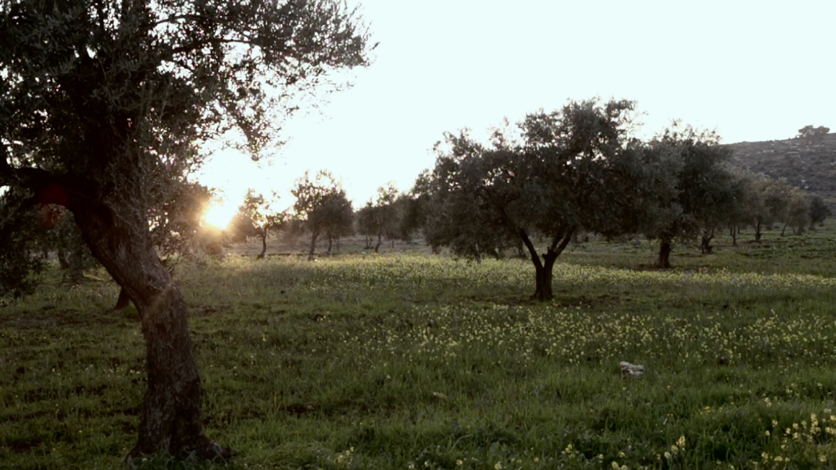cinematography video Photography  majdal olive jordan farm