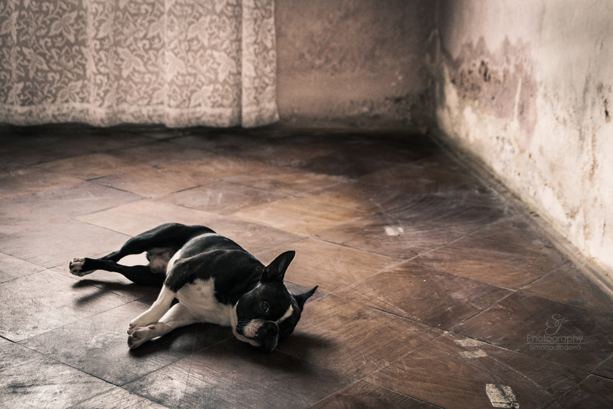 Abandoned Dog abandoned dog deserted