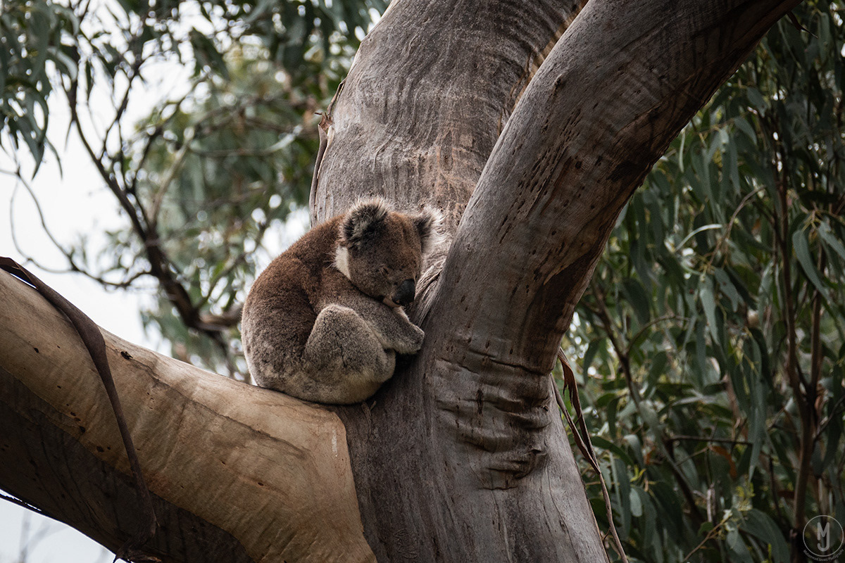 animals Australia cute endangered koala Nature nature photography photoshop wildlife Wildlife photography