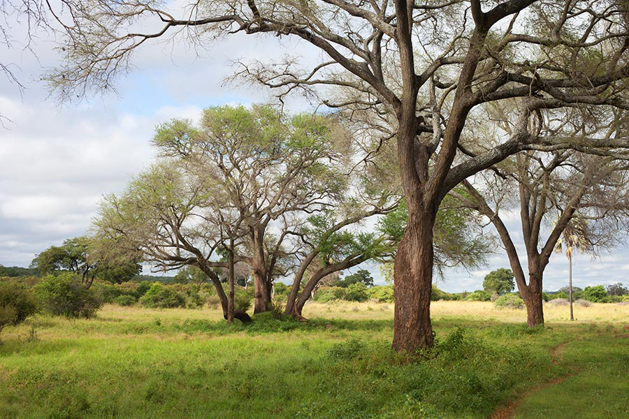 africa Nature Landscape animals Botswana Zimbabwe south africa