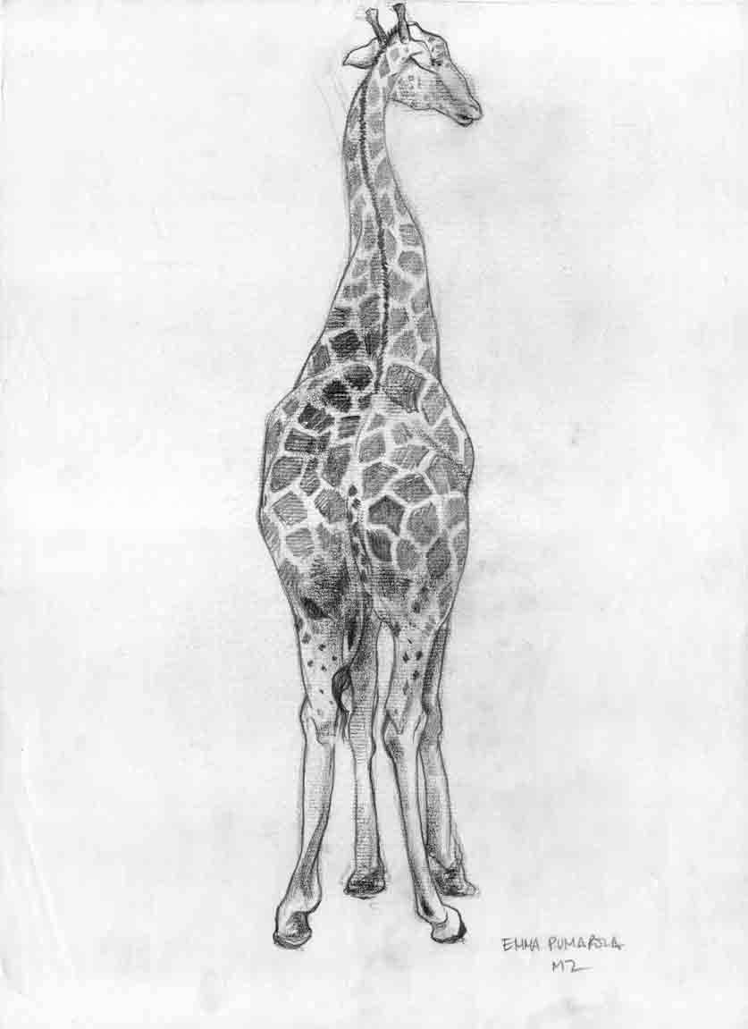 Emma Pumarola dibujos scketching bocetos animals animales elefant elefante girafa cactus