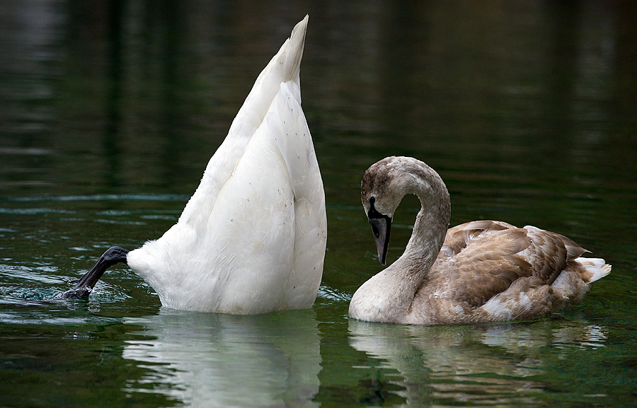 swan underwater  lake lake